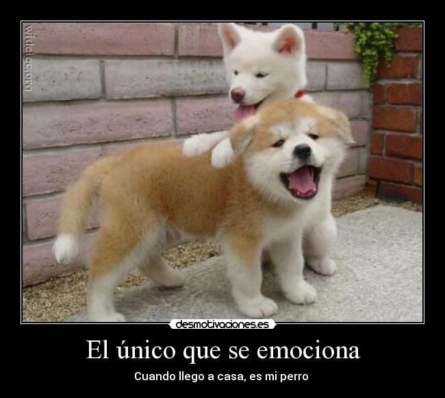 El único que se emociona -