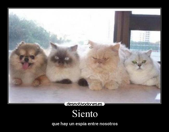 Siento - que hay un espía entre nosotros