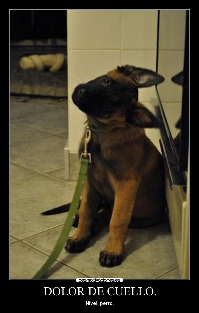 DOLOR DE CUELLO. - Nivel: perro.