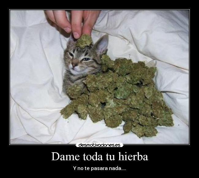 carteles hierba desmotivaciones