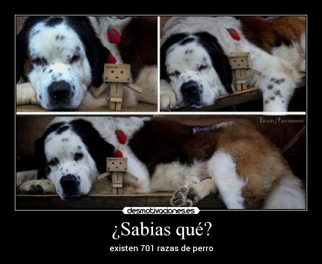 ¿Sabias qué? - existen 701 razas de perro