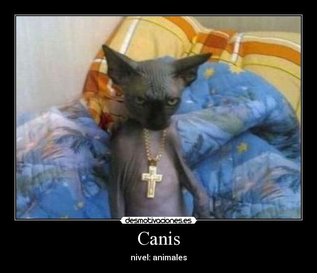 Canis -