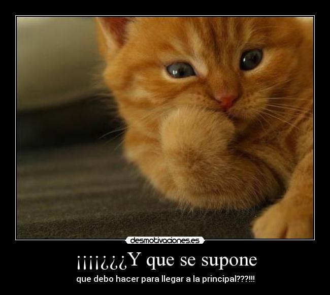 ¡¡¡¡¿¿¿Y que se supone - 