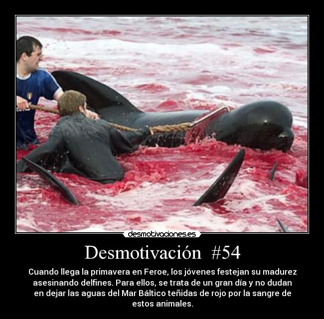 Desmotivación  #54 - Cuando llega la primavera en Feroe, los jóvenes festejan su madurez
asesinando delfines. Para ellos, se trata de un gran día y no dudan
en dejar las aguas del Mar Báltico teñidas de rojo por la sangre de
estos animales.