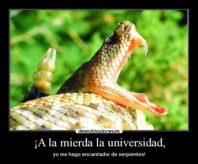 ¡A la mierda la universidad, -