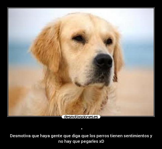 . - Desmotiva que haya gente que diga que los perros tienen sentimientos y
no hay que pegarles xD