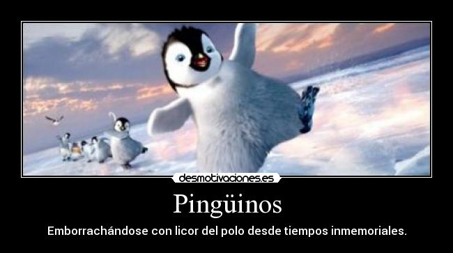 Pingüinos -