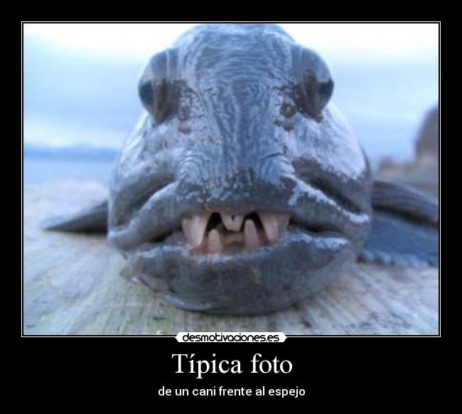 Típica foto - de un cani frente al espejo