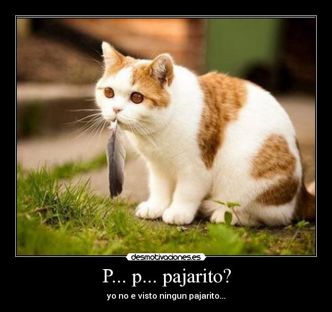 P... p... pajarito? - 