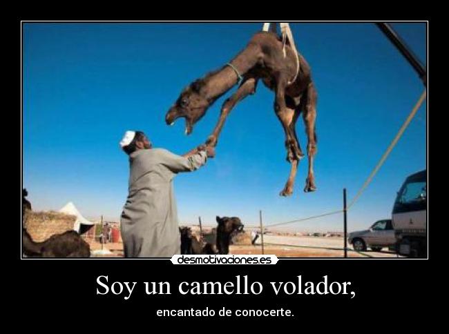 Soy un camello volador, - 