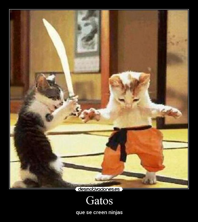 Gatos - que se creen ninjas