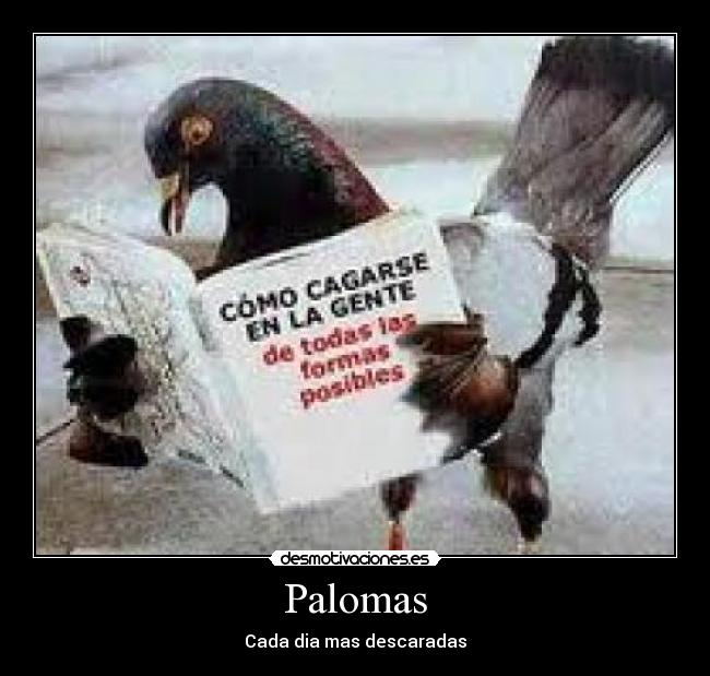 carteles palomas descaradas desmotivaciones