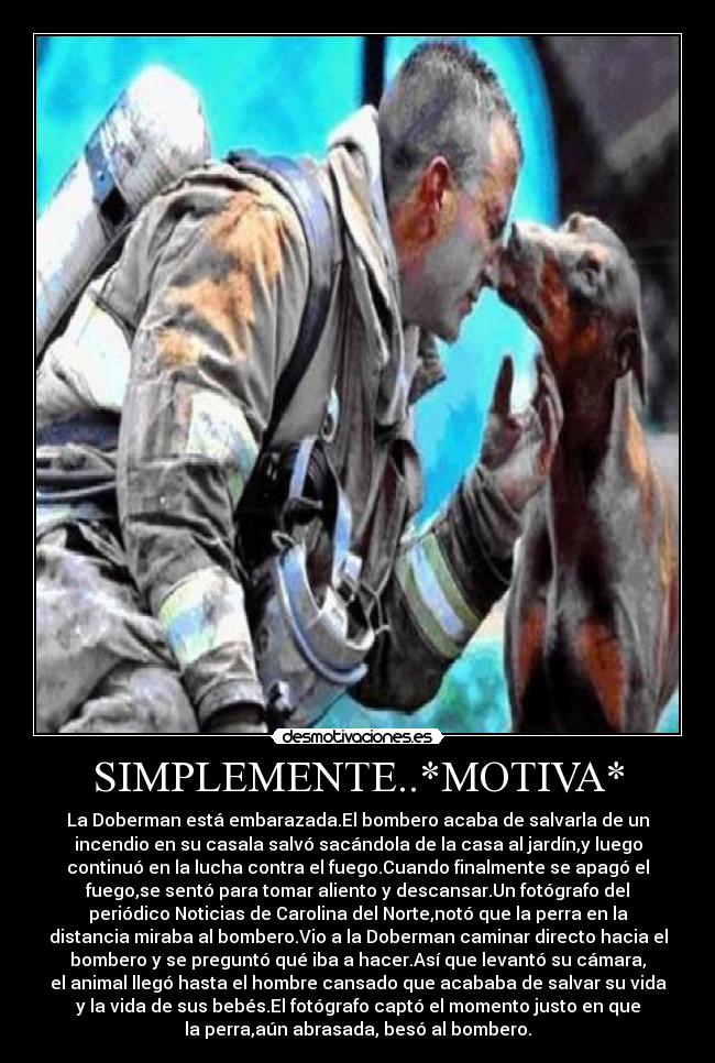 SIMPLEMENTE..*MOTIVA* - La Doberman está embarazada.El bombero acaba de salvarla de un
incendio en su casala salvó sacándola de la casa al jardín,y luego
continuó en la lucha contra el fuego.Cuando finalmente se apagó el
fuego,se sentó para tomar aliento y descansar.Un fotógrafo del
periódico Noticias de Carolina del Norte,notó que la perra en la
distancia miraba al bombero.Vio a la Doberman caminar directo hacia el
bombero y se preguntó qué iba a hacer.Así que levantó su cámara,
el animal llegó hasta el hombre cansado que acababa de salvar su vida
y la vida de sus bebés.El fotógrafo captó el momento justo en que
la perra,aún abrasada, besó al bombero.