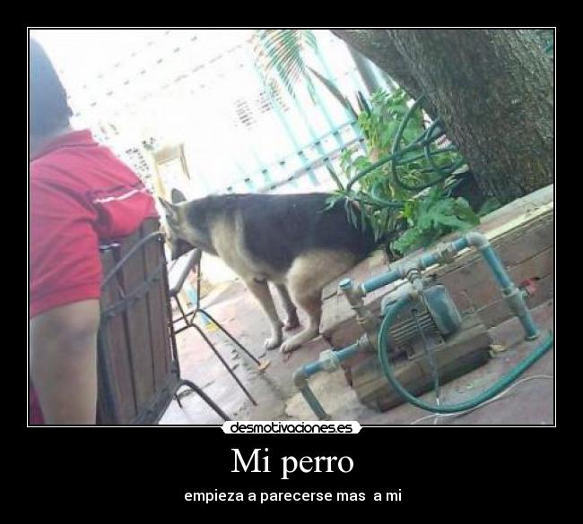 Mi perro - 