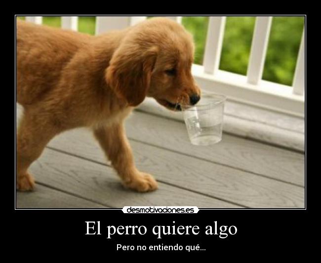 El perro quiere algo - Pero no entiendo qué...