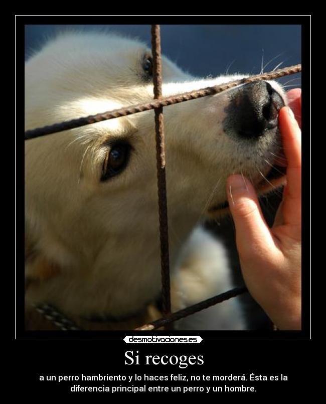 Si recoges - a un perro hambriento y lo haces feliz, no te morderá. Ésta es la
diferencia principal entre un perro y un hombre.