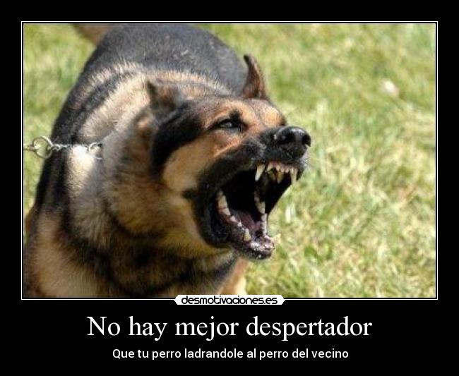 carteles ladrido perro mejor despertador desmotivaciones