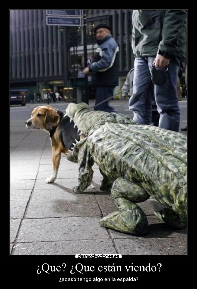 ¿Que? ¿Que están viendo? - 