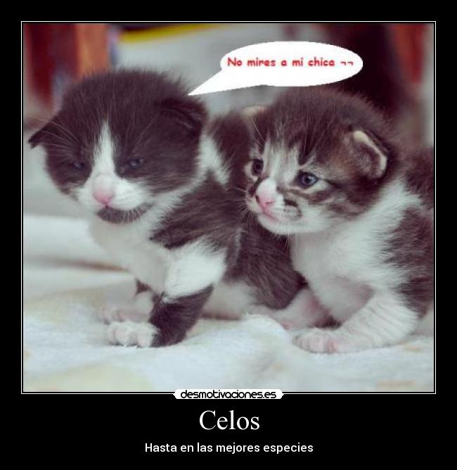 carteles celos celos gatos especies desmotivaciones
