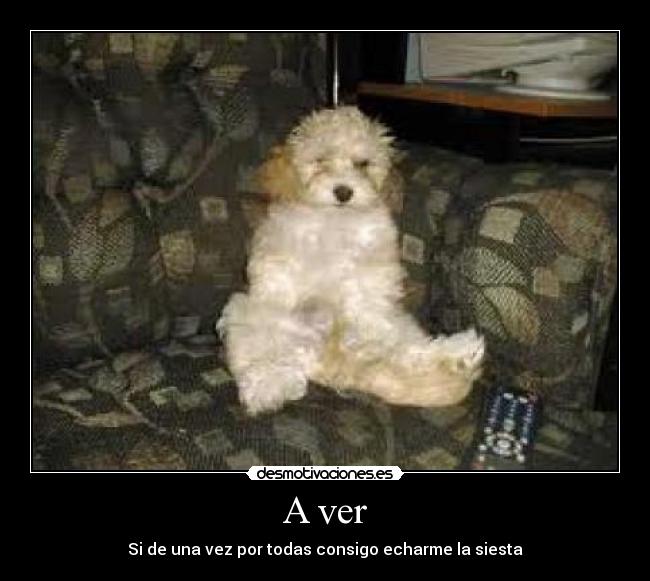 A ver - Si de una vez por todas consigo echarme la siesta