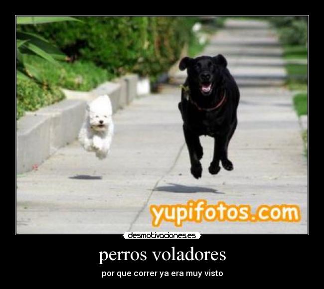 perros voladores - 