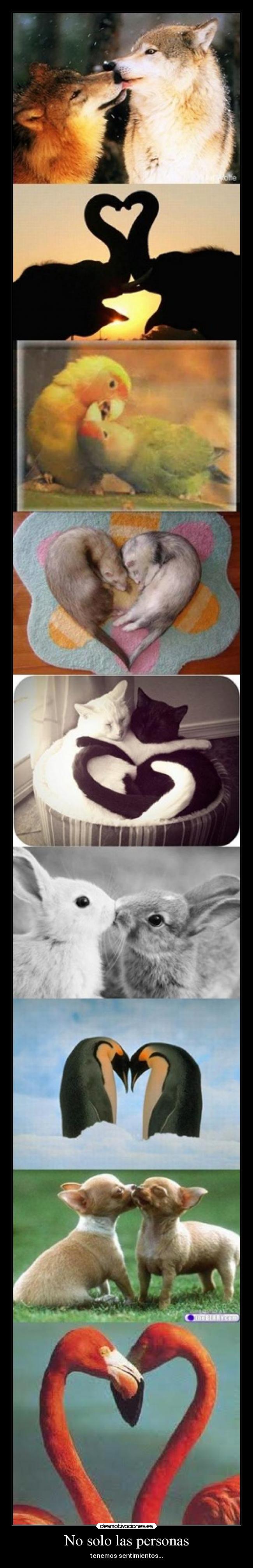 No solo las personas - tenemos sentimientos...