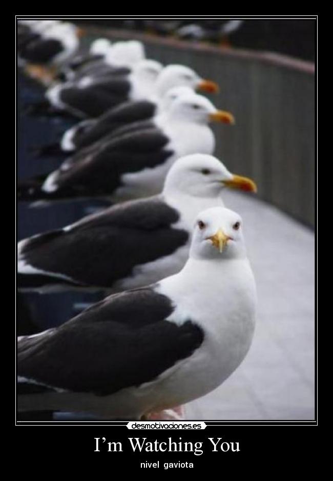 I’m Watching You - 