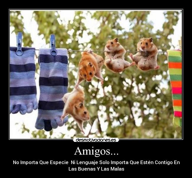 Amigos... - 