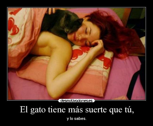 http://img.desmotivaciones.es/201110/el_gato_mas_envidiado_del_mundo_1.jpg