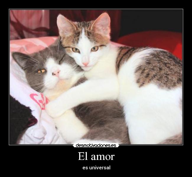 El amor - es universal