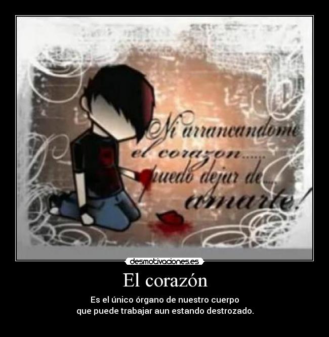 El corazón -