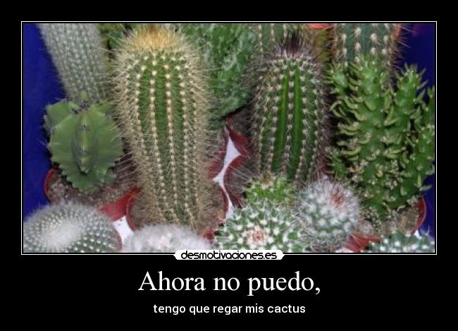 Ahora no puedo, - tengo que regar mis cactus