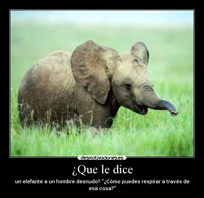 ¿Que le dice - un elefante a un hombre desnudo? ¿Cómo puedes respirar a través de esa cosa?