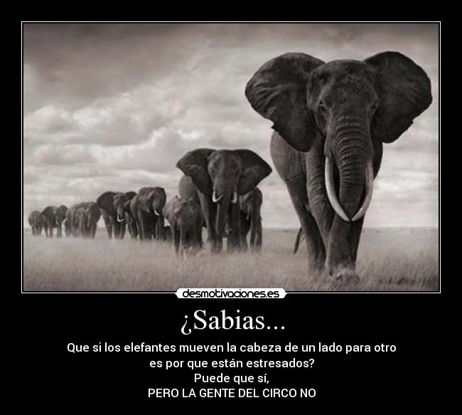 carteles pobrecitos los elefantitos haciendo gilipolleces para divertir los demas desmotivaciones