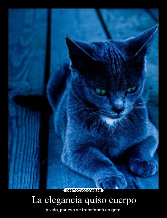 La elegancia quiso cuerpo - 
