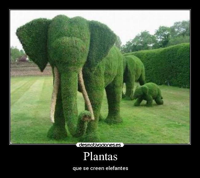 Plantas - 