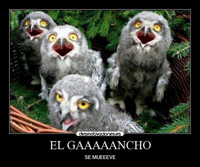 EL GAAAAANCHO - 