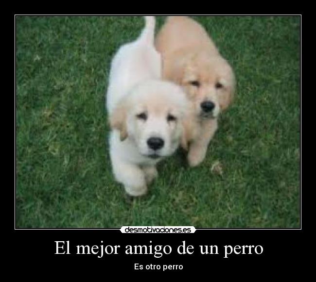 El mejor amigo de un perro -