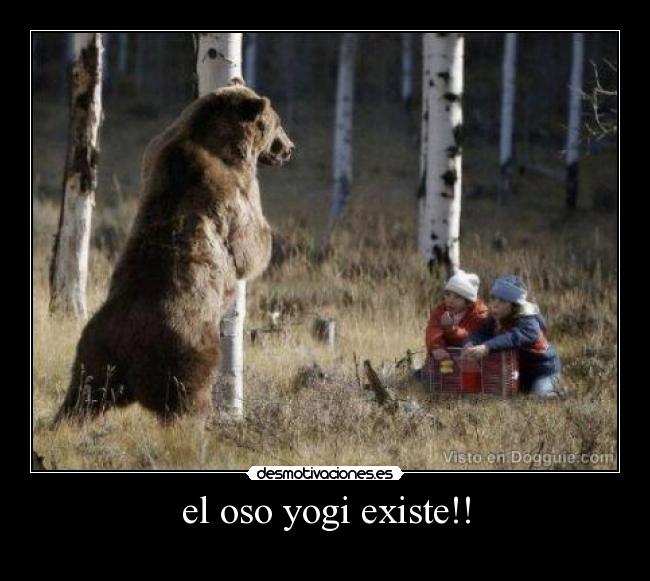 el oso yogi existe!! - 