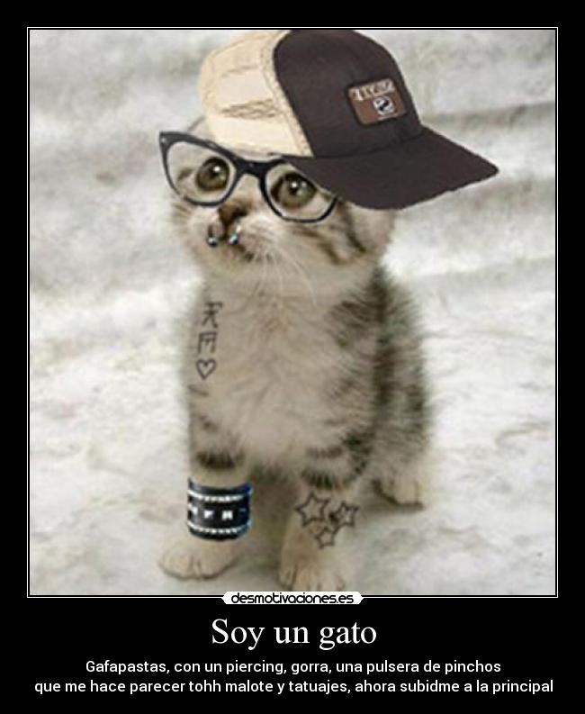 Soy un gato - Gafapastas, con un piercing, gorra, una pulsera de pinchos
que me hace parecer tohh malote y tatuajes, ahora subidme a la principal