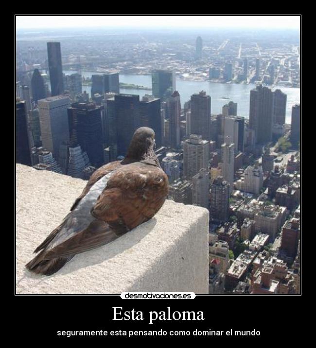 Esta paloma - seguramente esta pensando como dominar el mundo