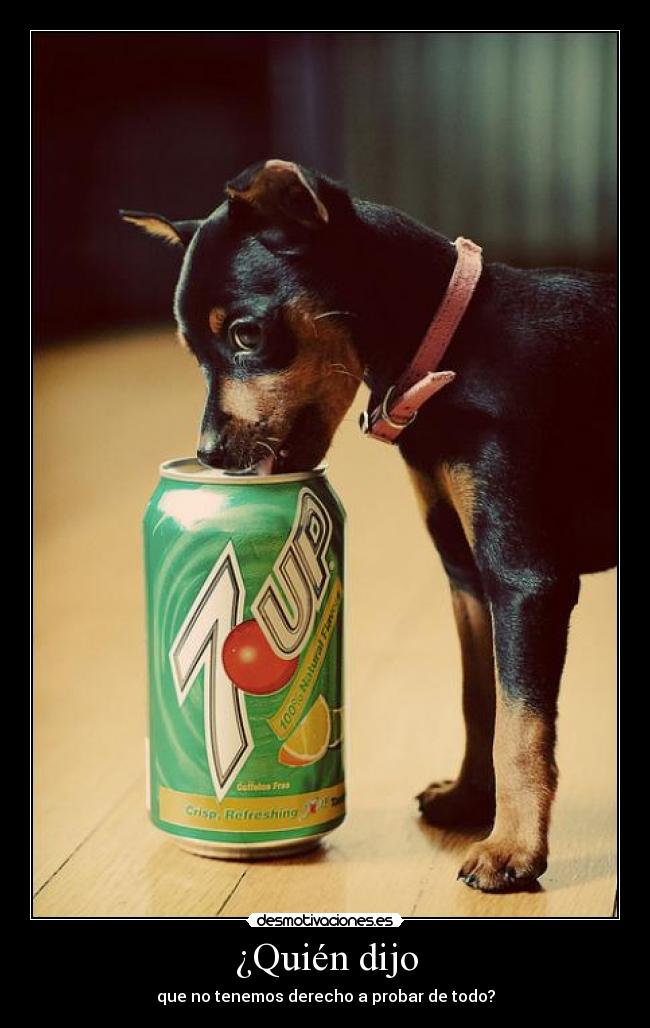 ¿Quién dijo - que no tenemos derecho a probar de todo?