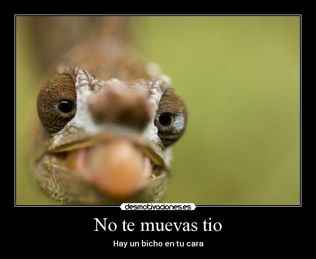 No te muevas tio - Hay un bicho en tu cara
