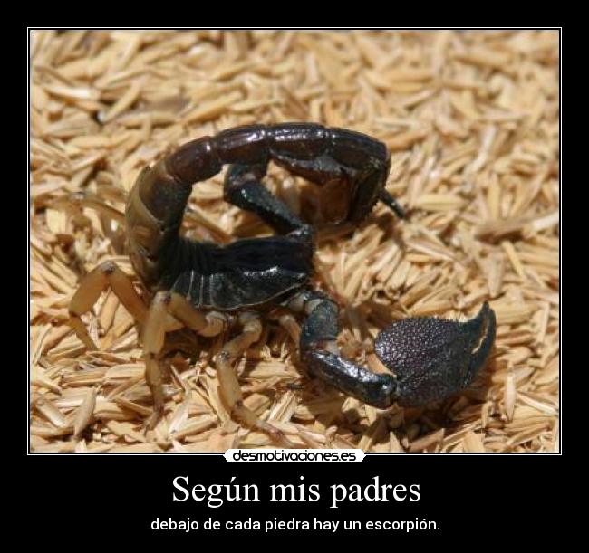 Según mis padres - debajo de cada piedra hay un escorpión.