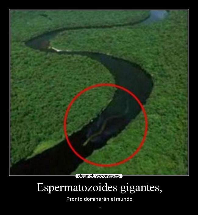 Espermatozoides gigantes, - Pronto dominarán el mundo
...