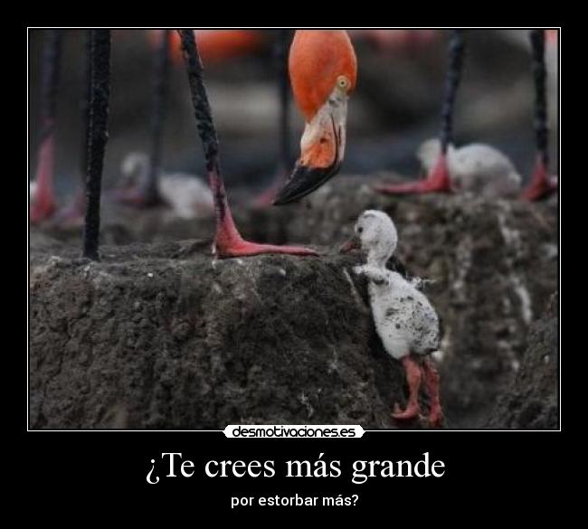 carteles gatitoylobita deivod crees mas grande desmotivaciones