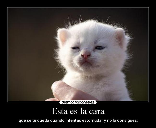 Esta es la cara - que se te queda cuando intentas estornudar y no lo consigues.