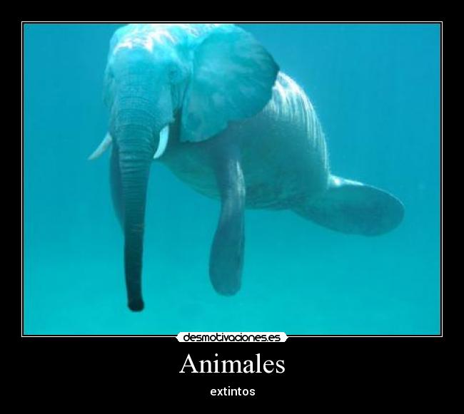 Animales -