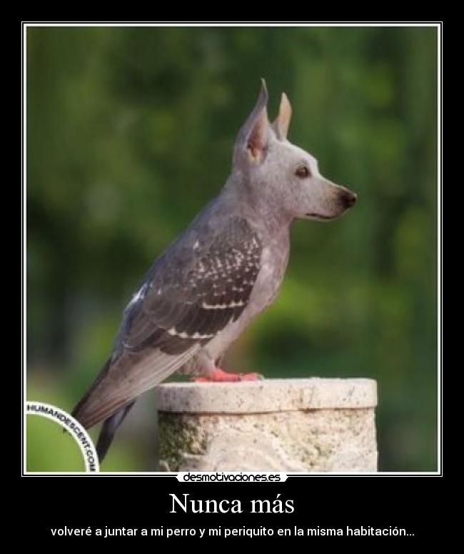 Nunca más - volveré a juntar a mi perro y mi periquito en la misma habitación...