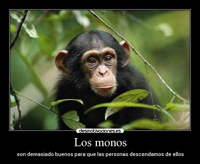 Los monos -